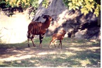 [1980/2000] Adult Bongo African Antelope and a young antelope in habitat at Miami Metrozoo