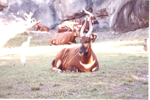 Herd of Bongo antelope resting in habitat being visited by Floridian egret at Miami Metrozoo