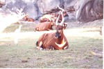 [1980/2000] Herd of Bongo antelope resting in habitat being visited by Floridian egret at Miami Metrozoo
