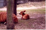 [1980/2000] Young Bongo antelope lying in habitat with adult antelope at Miami Metrozoo