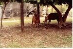 Three Bongo antelope grazing under the shade of trees in habitat at Miami Metrozoo