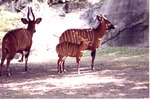 [1980/2000] Family of Bongo Antelope enjoying the cool of the shade in their habitat at Miami Metrozoo