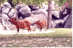 [1980/2000] Adult male Bongo antelope and his young in habitat pool at Miami Metrozoo