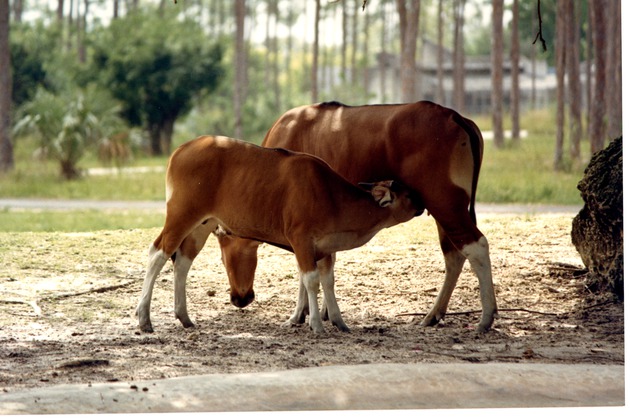 Javan Banteng female nursing her young in habitat at Miami Metrozoo