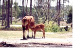 Nursing Banteng calf and mother in habitat at Miami Metrozoo