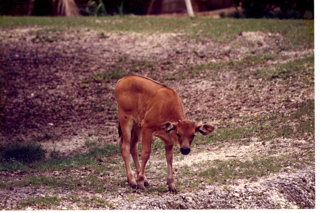 Banteng calf walking through habitat at Miami Metrozoo