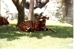 Bongo antelope resting beneath a tree in habitat at Miami Metrozoo