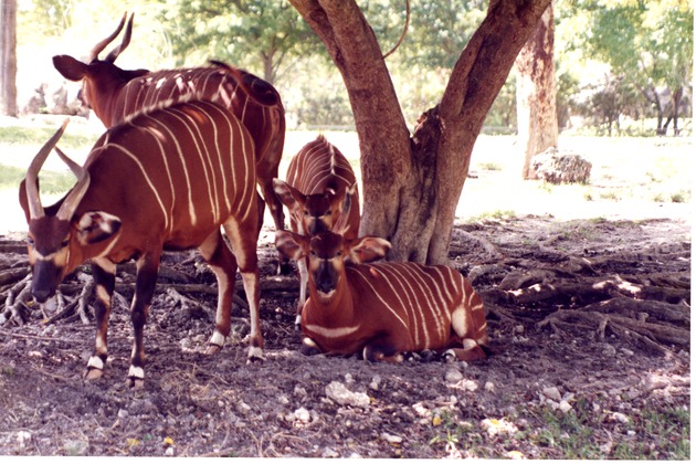 Four Bongo antelope gathered among the tree roots in habitat at Miami Metrozoo