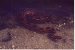 Boa Constrictor uncoiling from itself at Miami Metrozoo