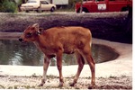Banteng calf walking past pool in habitat at Miami Metrozoo