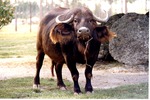 African buffalo with long hair on its ears eating hay in its habitat at Miami Metrozoo