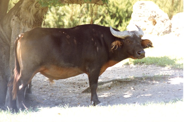 Dwarf forest buffalo standing beneath a tree in its habitat at Miami Metrozoo