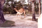 Mother Dromedary camel and her young at in their habitat Miami Metrozoo