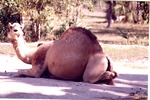 Dromedary camel lying down in habitat at Miami Metrozoo