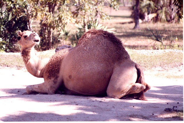 Dromedary camel looking behind itself while lying down at Miami Metrozoo