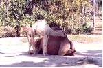 Dromedary camel and her young at her side at Miami Metrozoo