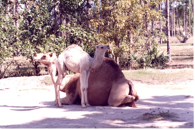 Mother and her young Dromedary camels relaxing in habitat at Miami Metrozoo