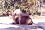 Dromedary camel and her young beside her in their habitat at Miami Metrozoo