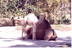 [1980/2000] Mother dromedary camel and her young relaxing in habitat at Miami Metrozoo