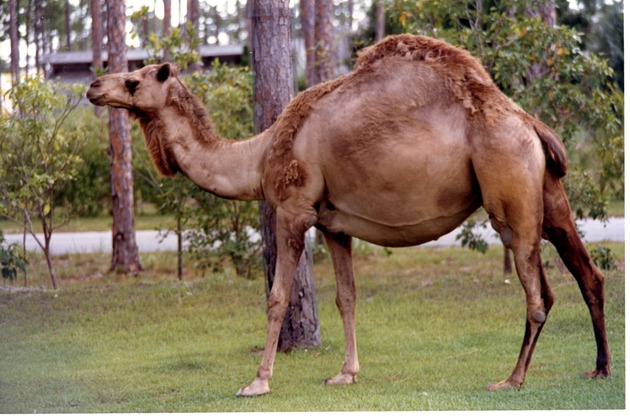 Dromedary camel walking in habitat at Miami Metrozoo
