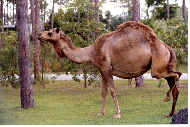 Dromedary camel with lifted leg in habitat at Miami Metrozoo