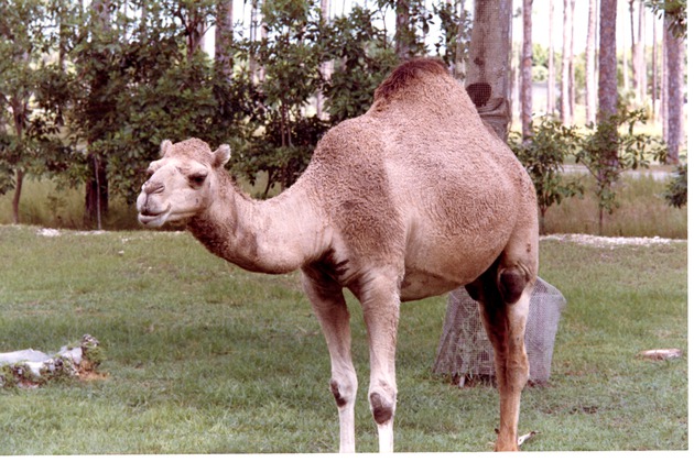 Dromedary camel standing in habitat at Miami Metrozoo