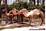 Three Dromedary camels lined up in habitat at Miami Metrozoo