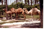 Three Dromedary camels standing together in line at Miami Metrozoo
