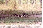 Two Painted dogs/African wild dogs laying back to back in their habitat at Miami Metrozoo