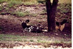 Two Painted dogs/African wild dogs laying beneath a tree in their habitat at Miami Metrozoo