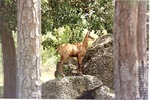 Chamois atop a boulder in habitat at Miami Metrozoo