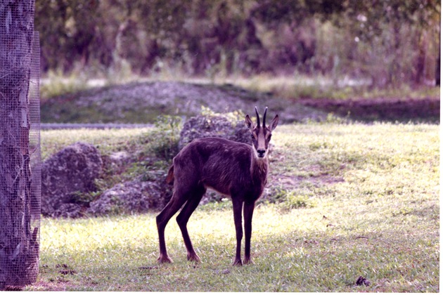 Chamois standing and staring at camera in habitat at Miami Metrozoo