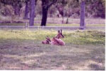 Chamois Mother and her young laying together in habitat field at Miami Metrozoo