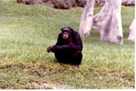 Smiling chimpanzee seated in habitat at Miami Metrozoo