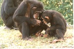 Two chimpanzees huddled together in the grass of habitat at Miami Metrozoo