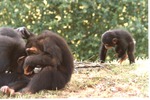Baby chimpanzee running towards two adults in habitat at Miami Metrozoo
