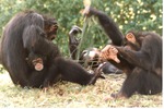 Baby chimpanzee cuddled with mother while two other chimps play in the grass at Miami Metrozoo