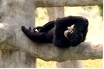 Chimpanzee covering while laying in a tree in habitat at Miami Metrozoo