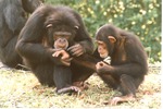 Chimpanzee plucking in hair of the arm of another chimp at Miami Metrozoo