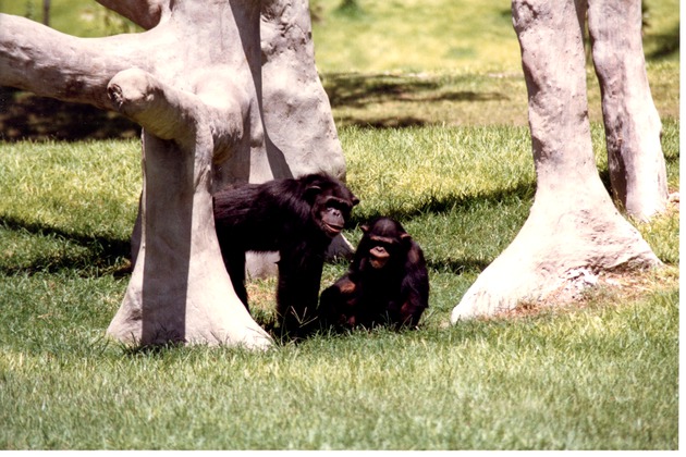 Two Chimpanzees at the base of trees in habitat at Miami Metrozoo