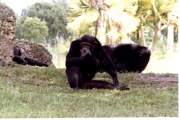 Chimpanzees relaxing in their habitat at Miami Metrozoo