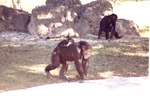 [1990-12] Mother chimpanzee walking with her baby on her back in habitat at Miami Metrozoo