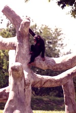Chimpanzee hanging in tree at Miami Metrozoo