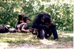 Mother chimpanzee cleaning her baby while two other chimps rest in the background at Miami Metrozoo
