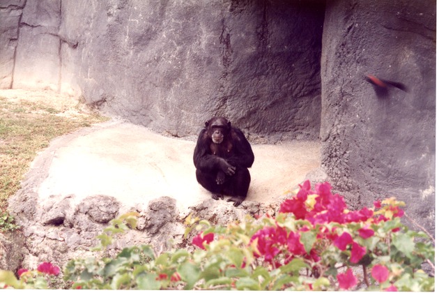 Chimpanzee seated in habitat with flowers framing it in the foreground at Miami Metrozoo