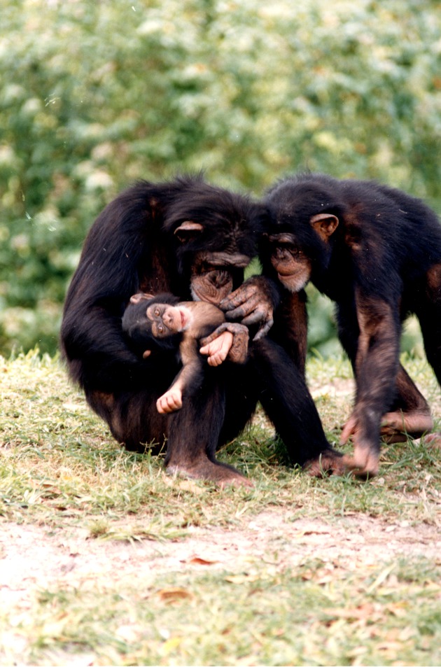 Chimpanzees caring for their young by cleaning it in their habitat at Miami Metrozoo