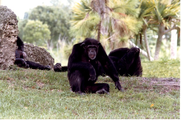 Chimpanzees resting in their habitat in the grass at Miami Metrozoo