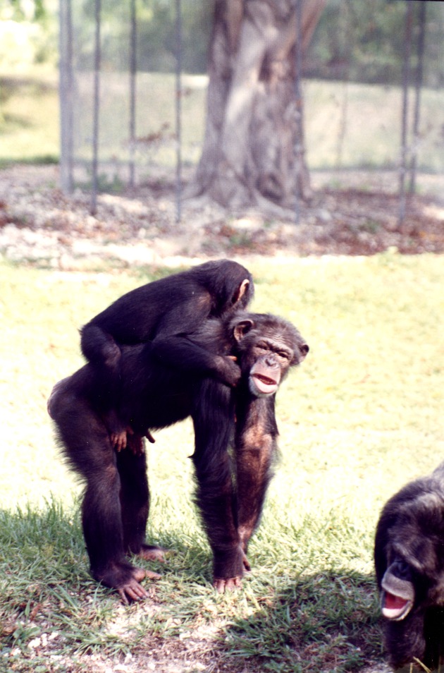 Mother Chimpanzee with her baby on her back walking in their habitat at Miami Metrozoo