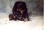 Mother Chimpanzee seated with her baby in her lap against a rock wall at Miami Metrozoo