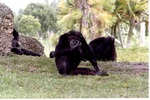 Chimpanzees resting in the grass of their habitat at Miami Metrozoo